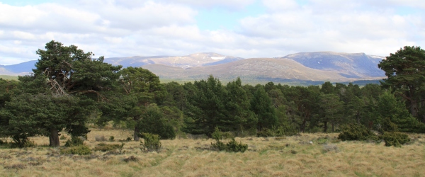 Rothiemurchus